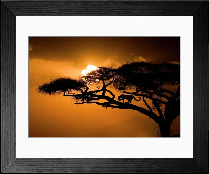 Framed Print : Kenya, Samburu National Reserve. Leopard silhouette in acacia tree. Date: 27-09-2007 Framed Print : Kenya, Samburu National Reserve. Leopard silhouette in acacia tree. Date: 27-09-2007