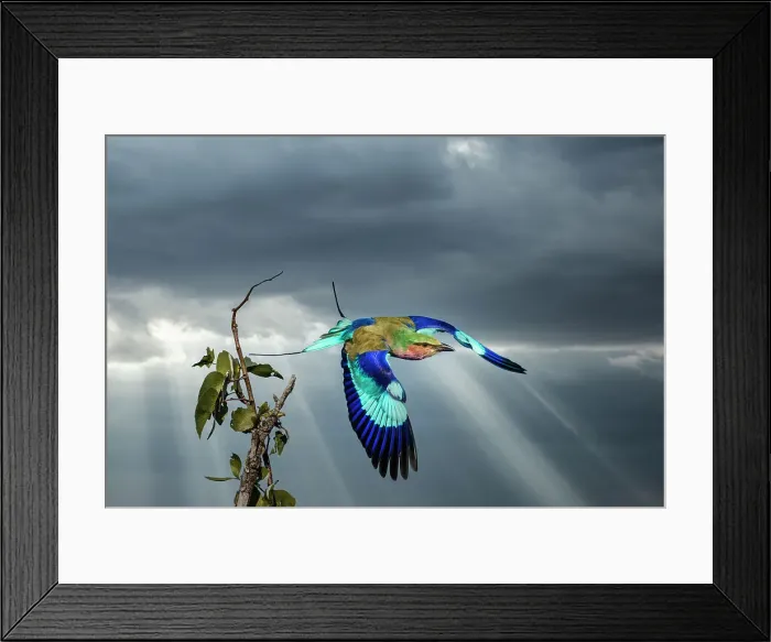 Framed Print : Kenya, Masai Mara National Reserve. Lilac breasted roller in flight. Date: 14-06-2015 Framed Print : Kenya, Masai Mara National Reserve. Lilac breasted roller in flight. Date: 14-06-2015