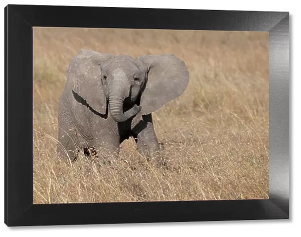 Africa, Kenya, Ol Pejeta Conservancy. Baby African elephant Date: 22-10-2020