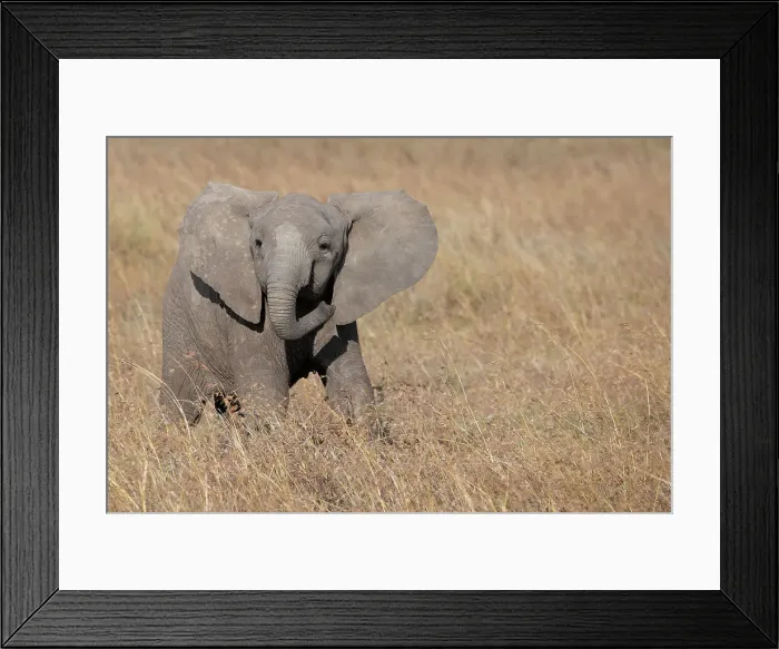 Framed Print : Africa, Kenya, Ol Pejeta Conservancy. Baby African elephant Date: 22-10-2020