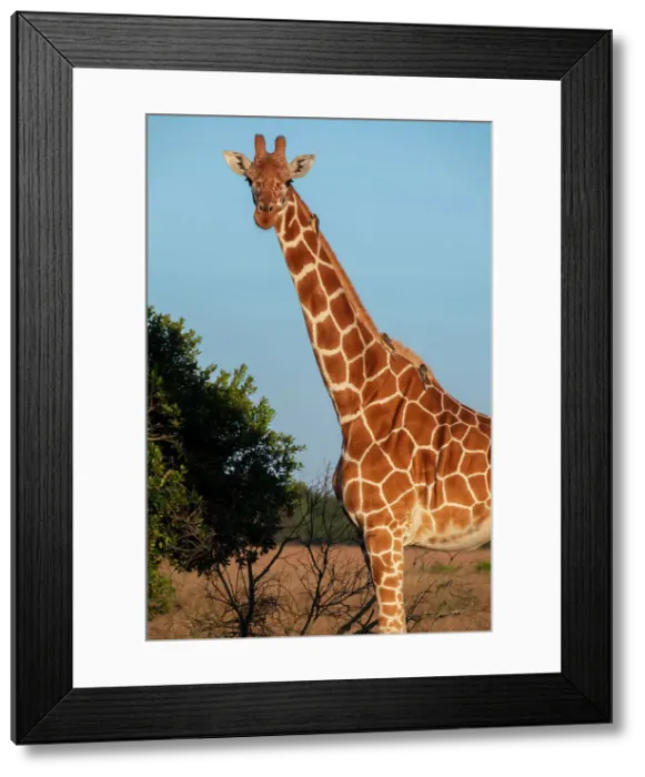 Framed Print : Africa, Kenya, Ol Pejeta Conservancy. Reticulated giraffe with yellow-billed oxpeckers. Endangered species. Date: 23-10-2020 Framed Print : Africa, Kenya, Ol Pejeta Conservancy. Reticulated giraffe with yellow-billed oxpeckers. Endangered species. Date: 23-10-2020