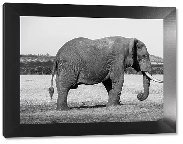 Africa, Kenya, Ol Pejeta Conservancy. Lone bull African elephant Date: 23-10-2020