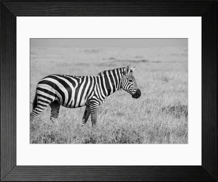 Framed Print : Africa, Kenya, Ol Pejeta Conservancy. Bruchell's zebra (Equus burchellii) in grassland habitat, Date: 23-10-2020 Framed Print : Africa, Kenya, Ol Pejeta Conservancy. Bruchell's zebra (Equus burchellii) in grassland habitat, Date: 23-10-2020