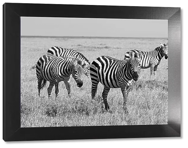 Africa, Kenya, Ol Pejeta Conservancy. Herd of Bruchell's zebra (Equus burchellii) in grassland habitat. Date: 23-10-2020