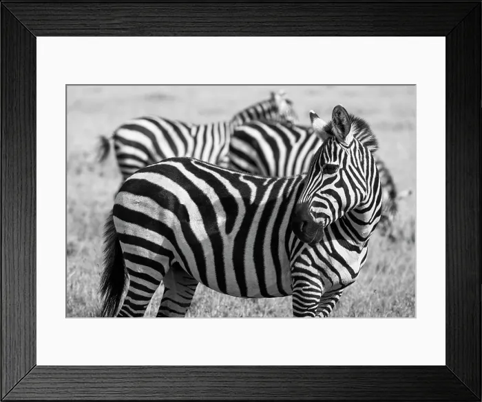 Framed Print : Africa, Kenya, Ol Pejeta Conservancy. Bruchell's zebra (Equus burchellii) in grassland habitat. Date: 23-10-2020 Framed Print : Africa, Kenya, Ol Pejeta Conservancy. Bruchell's zebra (Equus burchellii) in grassland habitat. Date: 23-10-2020