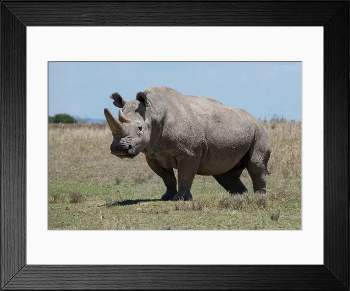 Framed Print : Africa, Kenya, Ol Pejeta Conservancy, one of the last 2 critically endangered Northern white rhinos. Date: 23-10-2020 Framed Print : Africa, Kenya, Ol Pejeta Conservancy, one of the last 2 critically endangered Northern white rhinos. Date: 23-10-2020