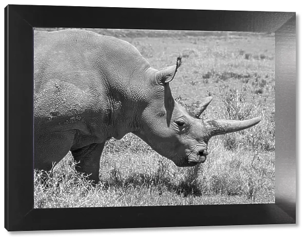 Africa, Kenya. Ol Pejeta Conservancy, one of last 2 critically endangered Northern white rhinos. Date: 23-10-2020