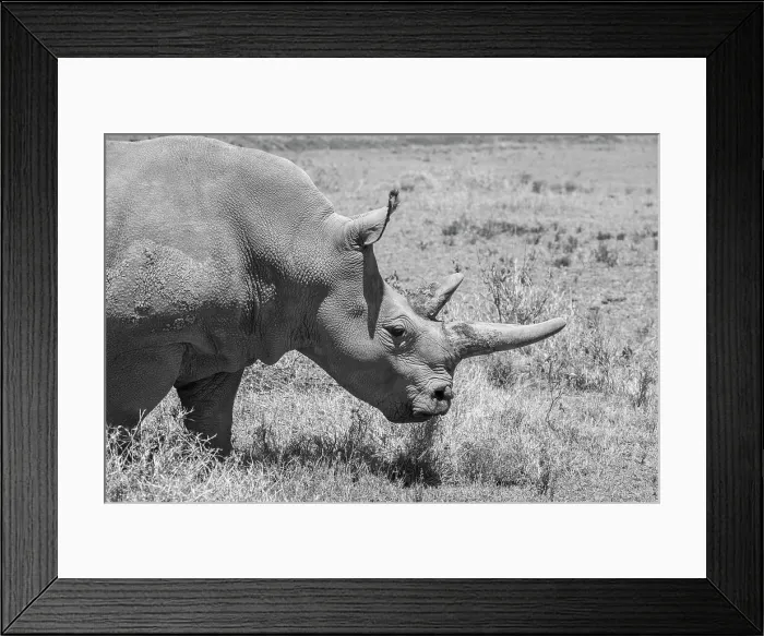 Framed Print : Africa, Kenya. Ol Pejeta Conservancy, one of last 2 critically endangered Northern white rhinos. Date: 23-10-2020