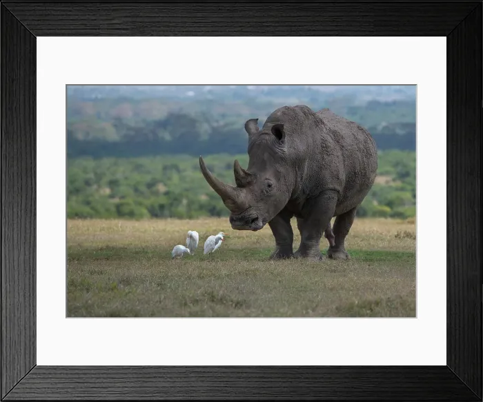 Framed Print : Africa, Kenya, Ol Pejeta. Southern white rhinoceros (Ceratotherium simum simum) threatened species, with cattle egrets. Date: 23-10-2020 Framed Print : Africa, Kenya, Ol Pejeta. Southern white rhinoceros (Ceratotherium simum simum) threatened species, with cattle egrets. Date: 23-10-2020