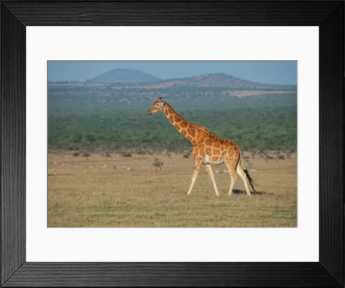 Framed Print : Africa, Kenya, Ol Pejeta Conservancy. Reticulated giraffe Endangered species. Date: 24-10-2020 Framed Print : Africa, Kenya, Ol Pejeta Conservancy. Reticulated giraffe Endangered species. Date: 24-10-2020