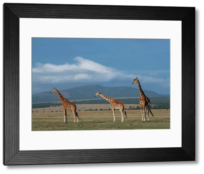 Framed Print : Africa, Kenya, Northern Frontier District, Ol Pejeta Conservancy. Reticulated giraffe Date: 24-10-2020