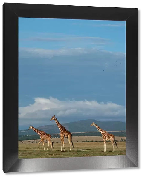 Africa, Kenya, Northern Frontier District, Ol Pejeta Conservancy. Reticulated giraffes Date: 24-10-2020