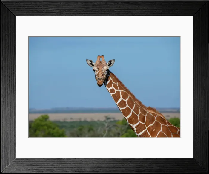 Framed Print : Africa, Kenya, Laikipia Plateau, Ol Pejeta Conservancy. Reticulated giraffe Endangered species. Date: 24-10-2020