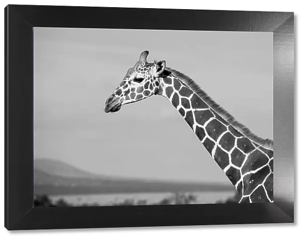 Africa, Kenya, Ol Pejeta Conservancy. Reticulated giraffe Endangered species. Date: 24-10-2020