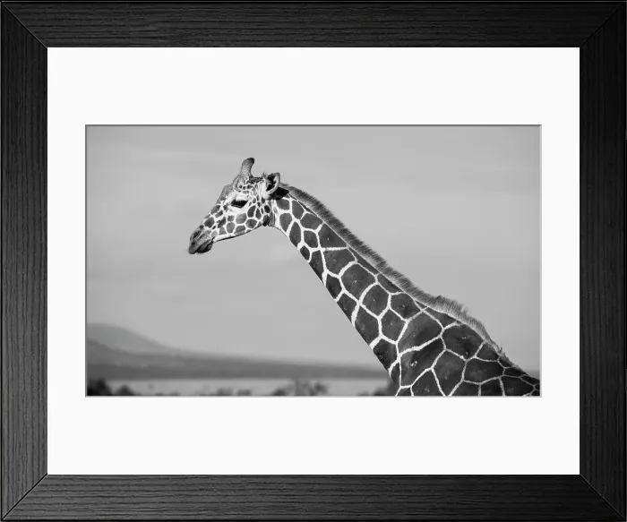 Framed Print : Africa, Kenya, Ol Pejeta Conservancy. Reticulated giraffe Endangered species. Date: 24-10-2020 Framed Print : Africa, Kenya, Ol Pejeta Conservancy. Reticulated giraffe Endangered species. Date: 24-10-2020