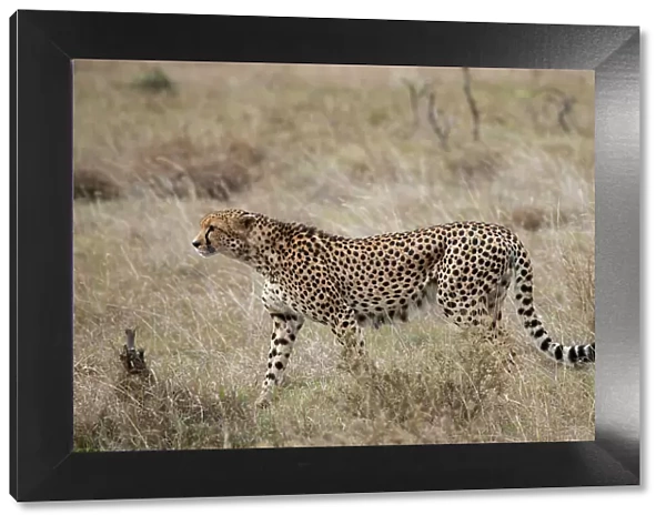 Africa, Kenya, Laikipia Plateau, Ol Pejeta Conservancy. Lone male cheetah, endangered species. Date: 24-10-2020