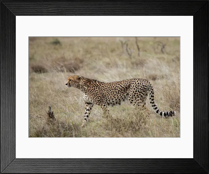 Framed Print : Africa, Kenya, Laikipia Plateau, Ol Pejeta Conservancy. Lone male cheetah, endangered species. Date: 24-10-2020 Framed Print : Africa, Kenya, Laikipia Plateau, Ol Pejeta Conservancy. Lone male cheetah, endangered species. Date: 24-10-2020