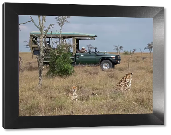Africa, Kenya, Ol Pejeta Conservancy. Safari jeep with male cheetahs, endangered species. (Editorial Use Only) Date: 24-10-2020