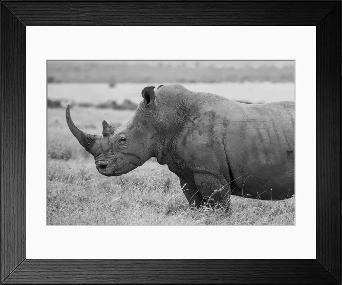 Framed Print : Kenya, Ol Pejeta Conservancy. Southern white rhinoceros (Ceratotherium simum simum) near threatened species. Date: 24-10-2020 Framed Print : Kenya, Ol Pejeta Conservancy. Southern white rhinoceros (Ceratotherium simum simum) near threatened species. Date: 24-10-2020