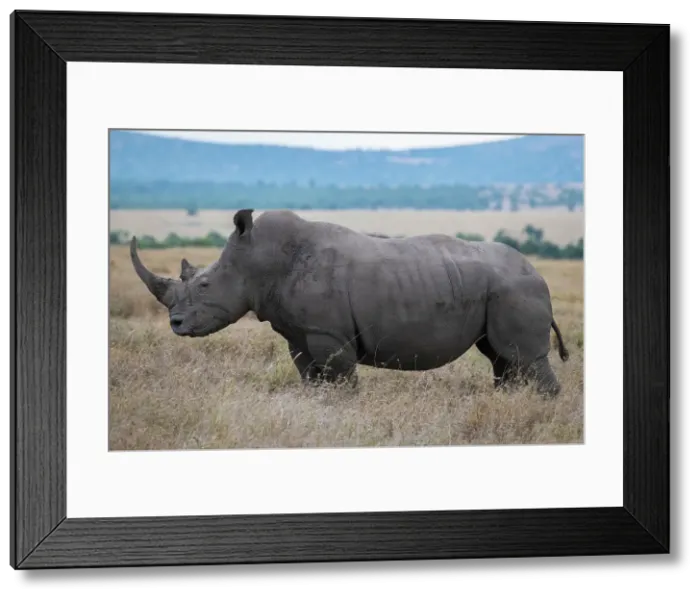 Framed Print : Africa, Kenya, Laikipia Plateau, Ol Pejeta Conservancy. Southern white rhinoceros (Ceratotherium simum simum) lone male. Date: 24-10-2020 Framed Print : Africa, Kenya, Laikipia Plateau, Ol Pejeta Conservancy. Southern white rhinoceros (Ceratotherium simum simum) lone male. Date: 24-10-2020