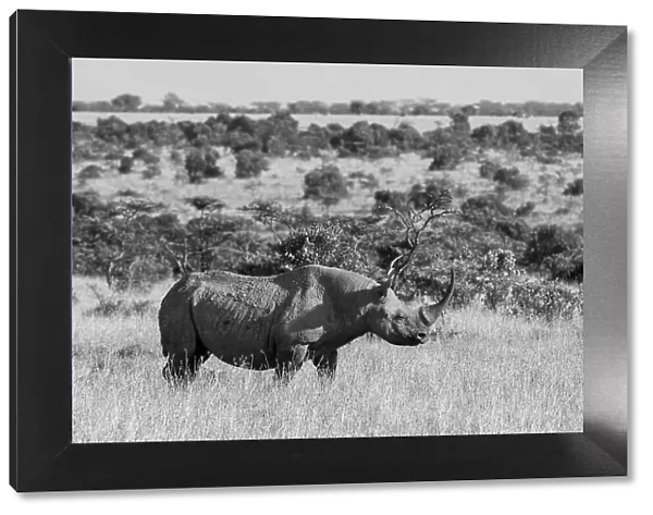 Africa, Kenya, Ol Pejeta Conservancy. Black rhinoceros, aka hook-lipped, Critically Endangered species. Date: 25-10-2020
