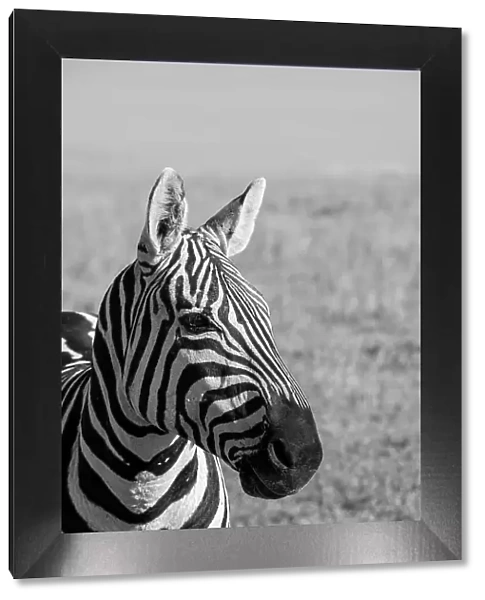 Africa, Kenya, Laikipia Plateau, Ol Pejeta Conservancy. Bruchell's zebra (Equus burchellii). Date: 25-10-2020