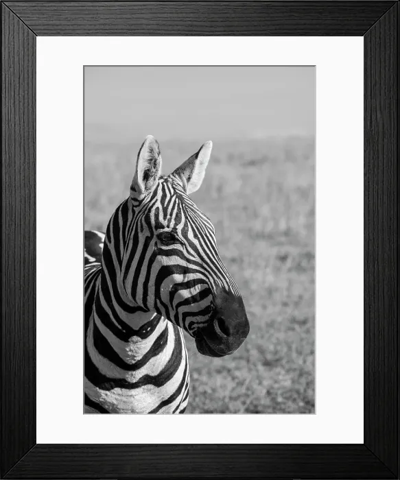 Framed Print : Africa, Kenya, Laikipia Plateau, Ol Pejeta Conservancy. Bruchell's zebra (Equus burchellii). Date: 25-10-2020 Framed Print : Africa, Kenya, Laikipia Plateau, Ol Pejeta Conservancy. Bruchell's zebra (Equus burchellii). Date: 25-10-2020