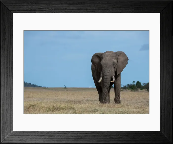 Framed Print : Africa, Kenya, Laikipia Plateau, Ol Pejeta Conservancy. Lone bull African elephant Date: 26-10-2020 Framed Print : Africa, Kenya, Laikipia Plateau, Ol Pejeta Conservancy. Lone bull African elephant Date: 26-10-2020