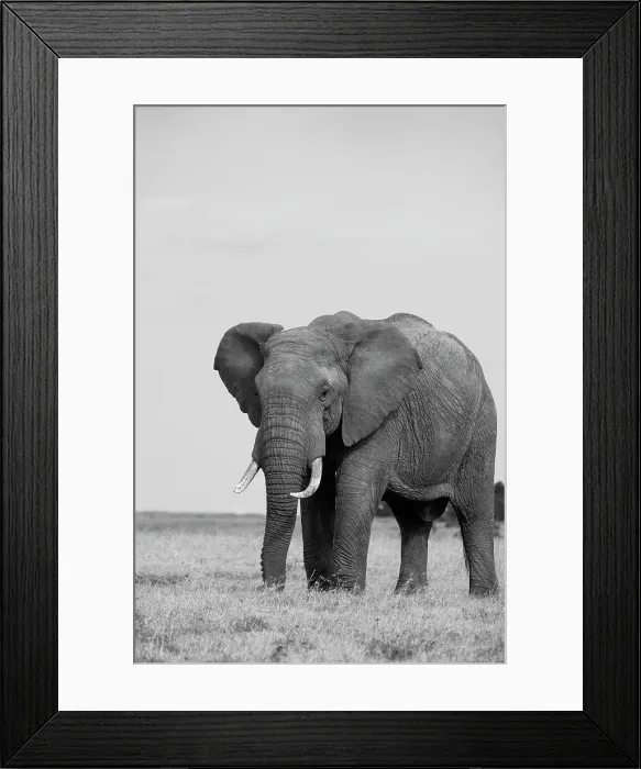 Framed Print : Africa, Kenya, Laikipia Plateau, Ol Pejeta Conservancy. African elephant Date: 26-10-2020 Framed Print : Africa, Kenya, Laikipia Plateau, Ol Pejeta Conservancy. African elephant Date: 26-10-2020
