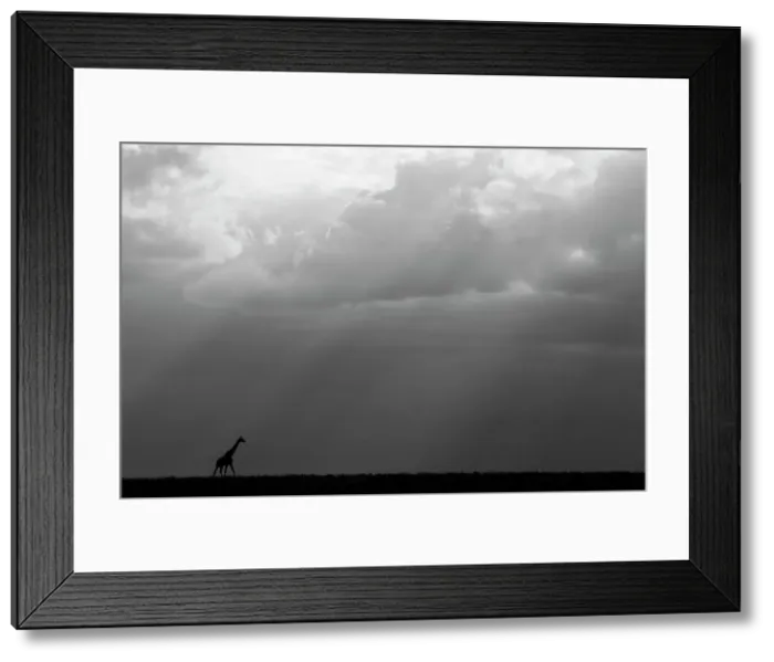Framed Print : Kenya, Serengeti, Maasai Mara. Masai giraffe in front of stormy sky. Endangered species. Date: 26-10-2020 Framed Print : Kenya, Serengeti, Maasai Mara. Masai giraffe in front of stormy sky. Endangered species. Date: 26-10-2020