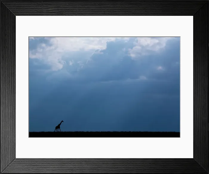 Framed Print : Kenya, Serengeti, Maasai Mara. Masai giraffe in front of stormy sky. Endangered species. Date: 26-10-2020 Framed Print : Kenya, Serengeti, Maasai Mara. Masai giraffe in front of stormy sky. Endangered species. Date: 26-10-2020