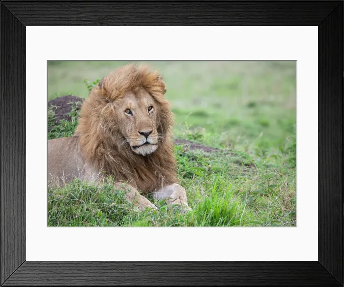 Framed Print : Africa, Kenya, Northern Serengeti Plains, Maasai Mara. Male lion Date: 26-10-2020