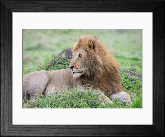 Framed Print : Africa, Kenya, Northern Serengeti Plains, Maasai Mara. Male lion Date: 26-10-2020 Framed Print : Africa, Kenya, Northern Serengeti Plains, Maasai Mara. Male lion Date: 26-10-2020