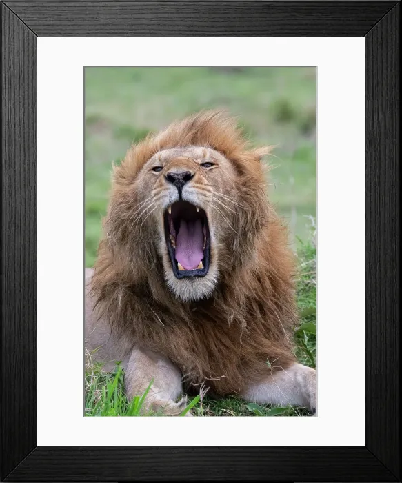 Framed Print : Africa, Kenya, Serengeti Plains, Maasai Mara. Male lion yawning. Date: 26-10-2020 Framed Print : Africa, Kenya, Serengeti Plains, Maasai Mara. Male lion yawning. Date: 26-10-2020