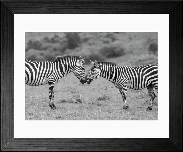 Framed Print : Africa, Kenya, Serengeti, Maasai Mara. Plains zebra aka common or Burchell's zebra Date: 27-10-2020