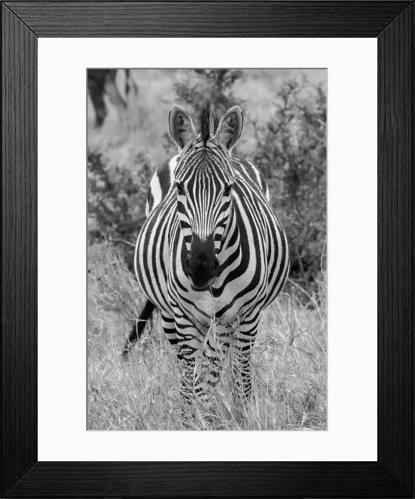 Framed Print : Africa, Kenya, Serengeti Plains, Maasai Mara. Plains zebra aka Burchell's zebra Date: 28-10-2020 Framed Print : Africa, Kenya, Serengeti Plains, Maasai Mara. Plains zebra aka Burchell's zebra Date: 28-10-2020