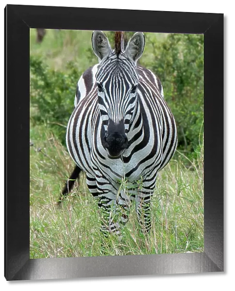 Africa, Kenya, Northern Serengeti Plains, Maasai Mara. Plains zebra aka Burchell's zebra Date: 28-10-2020