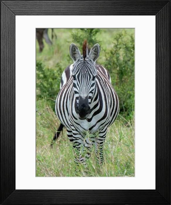 Framed Print : Africa, Kenya, Northern Serengeti Plains, Maasai Mara. Plains zebra aka Burchell's zebra Date: 28-10-2020 Framed Print : Africa, Kenya, Northern Serengeti Plains, Maasai Mara. Plains zebra aka Burchell's zebra Date: 28-10-2020