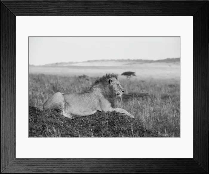Framed Print : Africa, Kenya, Serengeti, Maasai Mara. Young male lion in typical Serengeti plains habitat. Date: 29-10-2020 Framed Print : Africa, Kenya, Serengeti, Maasai Mara. Young male lion in typical Serengeti plains habitat. Date: 29-10-2020