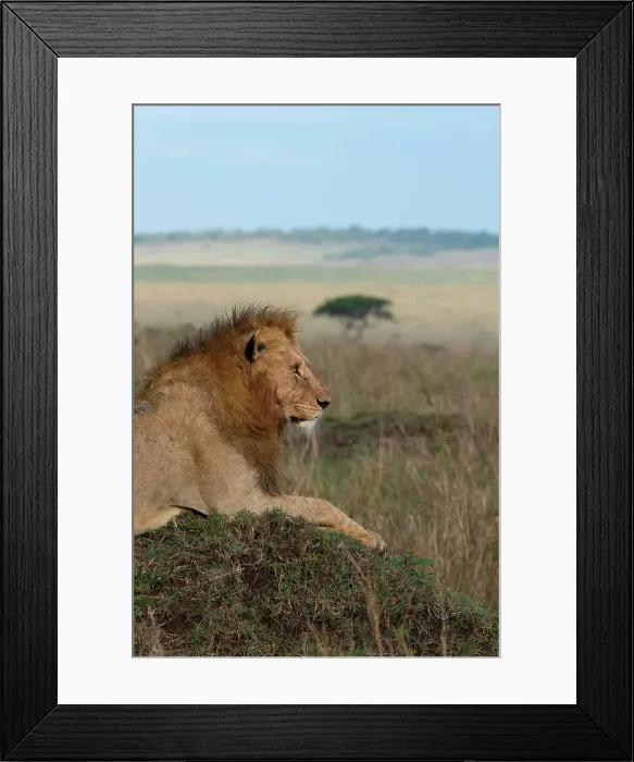 Framed Print : Africa, Kenya, Serengeti Plains, Maasai Mara. Young male lion in typical Serengeti habitat. Date: 29-10-2020 Framed Print : Africa, Kenya, Serengeti Plains, Maasai Mara. Young male lion in typical Serengeti habitat. Date: 29-10-2020