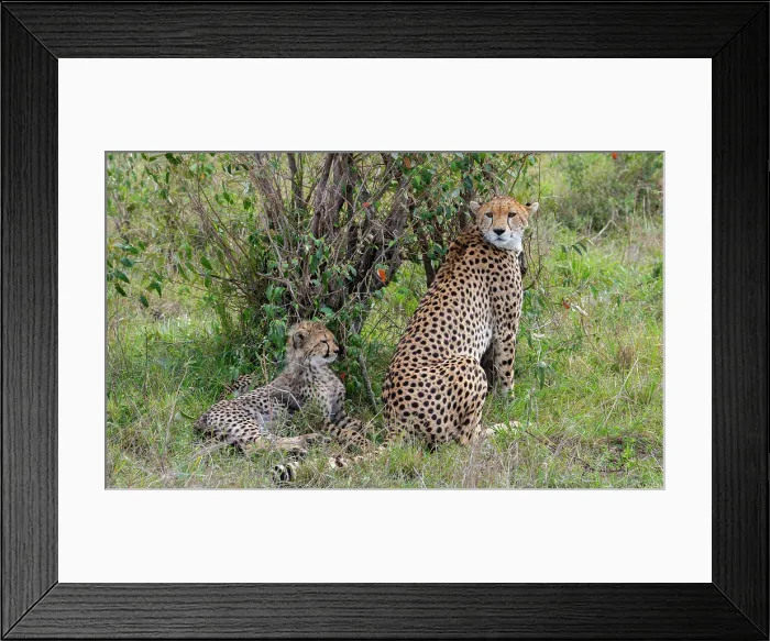 Framed Print : Africa, Kenya, Serengeti, Maasai Mara. Female cheetah with cubs, endangered species. Date: 29-10-2020 Framed Print : Africa, Kenya, Serengeti, Maasai Mara. Female cheetah with cubs, endangered species. Date: 29-10-2020