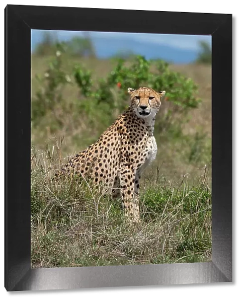 Africa, Kenya, Serengeti Plains, Maasai Mara. Female cheetah, endangered species. Date: 29-10-2020