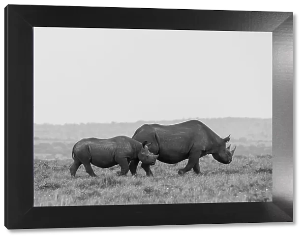 Africa, Kenya, Serengeti, Maasai Mara. Black rhinoceros, Critically endangered. Date: 29-10-2020