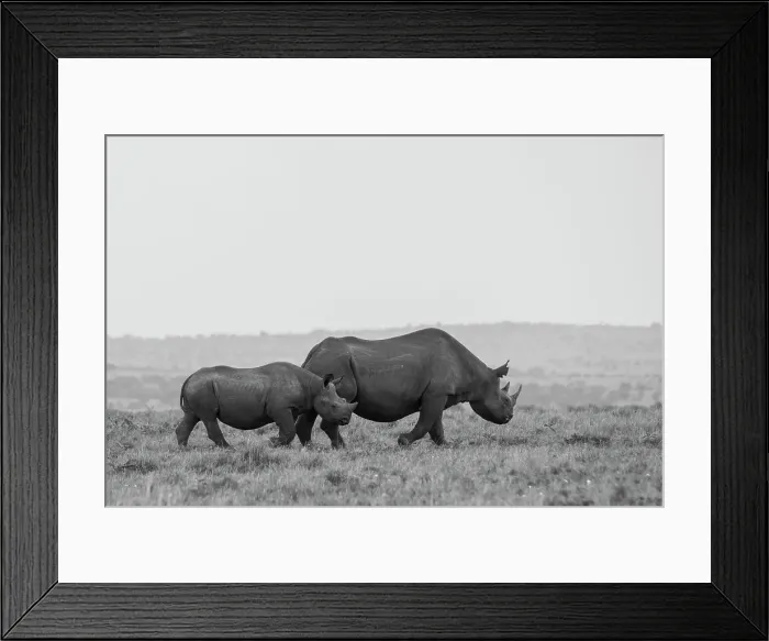 Framed Print : Africa, Kenya, Serengeti, Maasai Mara. Black rhinoceros, Critically endangered. Date: 29-10-2020 Framed Print : Africa, Kenya, Serengeti, Maasai Mara. Black rhinoceros, Critically endangered. Date: 29-10-2020
