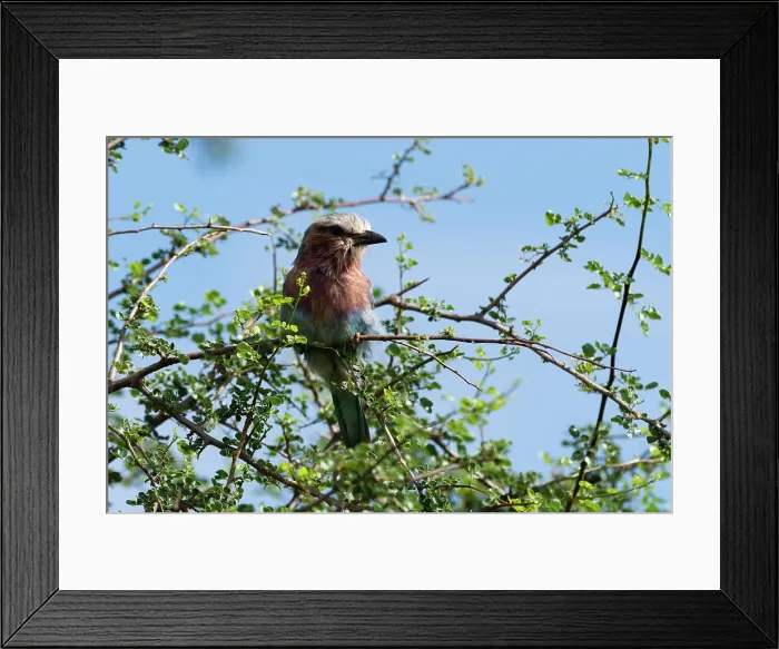 Framed Print : A lilac-breasted roller, Coracias caudatus, on a branch, Tsavo, Kenya. Date: 18-04-2017 Framed Print : A lilac-breasted roller, Coracias caudatus, on a branch, Tsavo, Kenya. Date: 18-04-2017