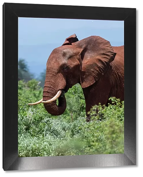 African elephant, Loxodonta africana, Tsavo, Kenya. Date: 19-04-2017
