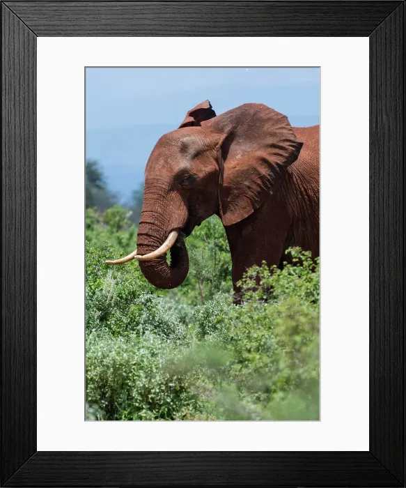 Framed Print : African elephant, Loxodonta africana, Tsavo, Kenya. Date: 19-04-2017