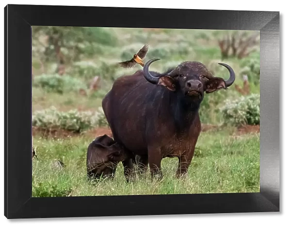African buffalo (Syncerus caffer) and its calf, Tsavo, Kenya. Date: 19-04-2017