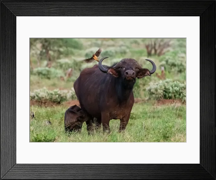 Framed Print : African buffalo (Syncerus caffer) and its calf, Tsavo, Kenya. Date: 19-04-2017 Framed Print : African buffalo (Syncerus caffer) and its calf, Tsavo, Kenya. Date: 19-04-2017