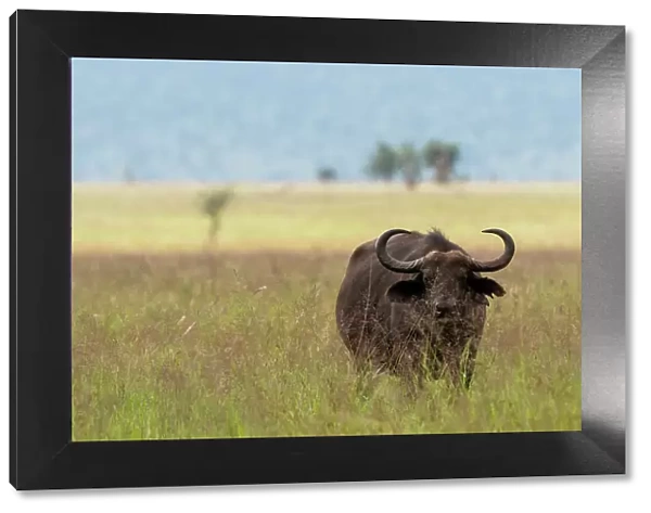 African buffalo (Syncerus caffer), Tsavo, Kenya. Date: 20-04-2017